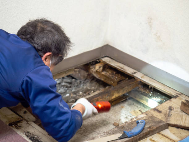 Best Mold Cleaning Services  in Bald Kno, AR