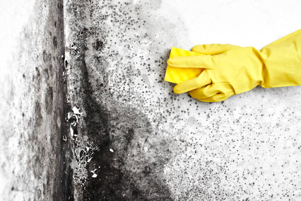 Best Attic Mold Removal  in Bald Kno, AR