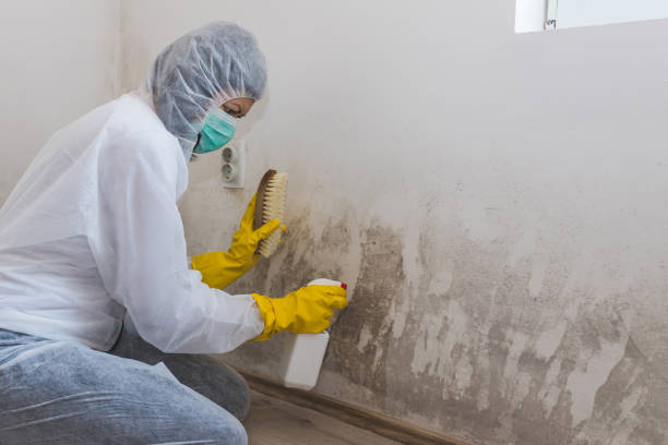 Best Local Mold Removal Service  in Bald Kno, AR