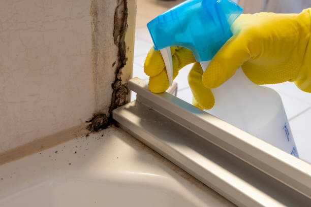 Best Mold Damage Repair  in Bald Kno, AR