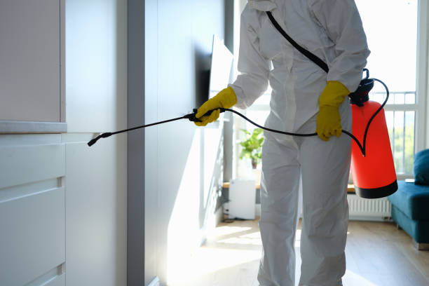 Professional Mold Removal in Bald Kno, AR