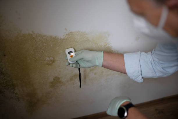 Best Home Mold Removal  in Bald Kno, AR