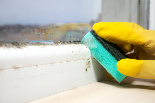 Best Mold Testing  in Bald Kno, AR