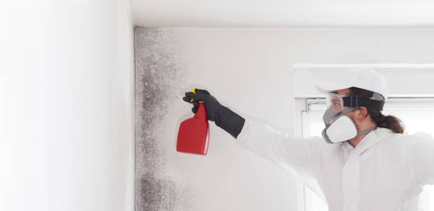 Best Black Mold Removal  in Bald Kno, AR