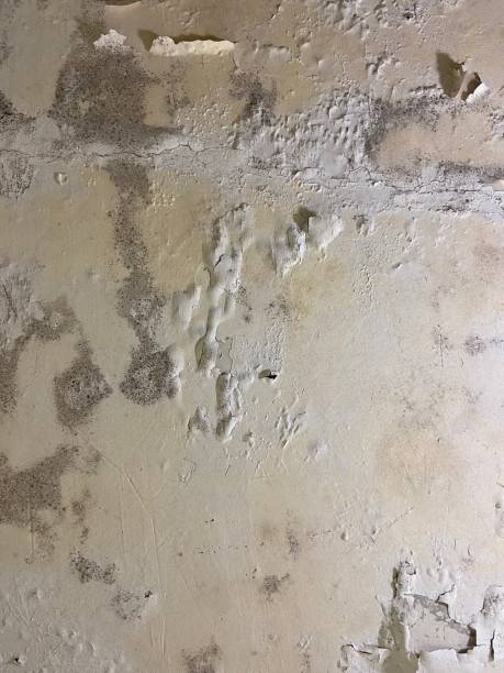 Best Same-Day Mold Removal  in Bald Kno, AR