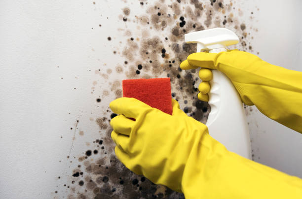 Best Mold Removal Company Near Me  in Bald Kno, AR