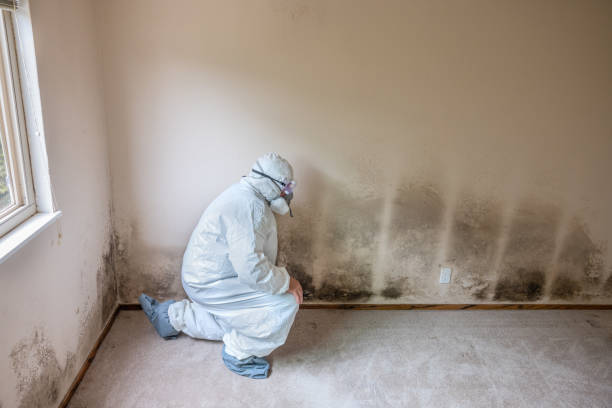 Best Fast Mold Removal  in Bald Kno, AR