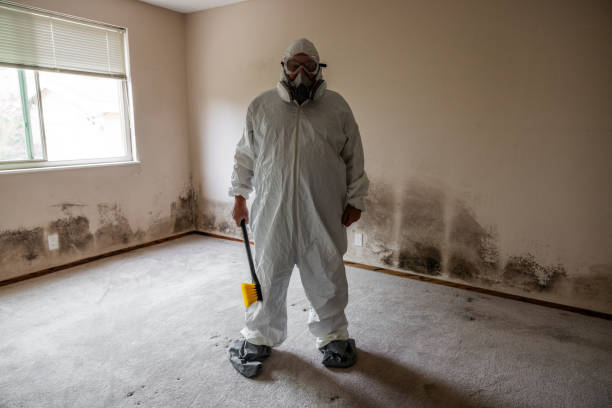 Best Office Mold Removal Services  in Bald Kno, AR