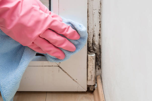 Best Local Mold Removal Service  in Bald Kno, AR