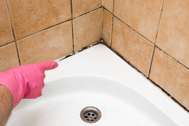 Best Home Mold Removal  in Bald Kno, AR