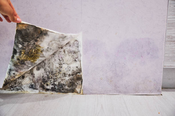 Best Commercial Mold Removal  in Bald Kno, AR